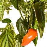 Piquillo Naranja Chilli Seeds 