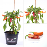 Banana Supreme BIO Chilipflanze 