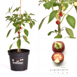 Hot Tomato Yellow BIO Chilipflanze 
