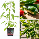 Jalapeno Santiago BIO Chilipflanze 