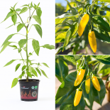 Jalapeno Luciel BIO Chilipflanze 