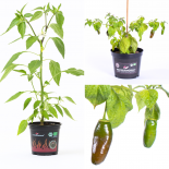 Rocoto Montufar BIO Chilipflanze 