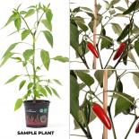 Jalapeno Ciclon BIO Chilipflanze 