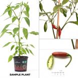 Jalapeno Summer Heat BIO Chilipflanze 