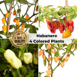 HABANERO CHILIS BIO Pflanzen-Power-Pack 