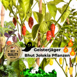 Bhut Jolokia BIO Pflanzen-Power-Pack - Geisterjäger 
