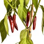 Poot Pepper Chilisamen 