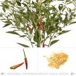 Prik Kee Noo Chilisamen 