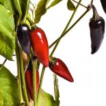 Purple Jalapeno Chilli Seeds 