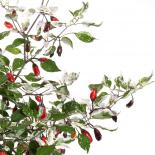 Purple Tiger Chilli Seeds 