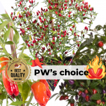 Pepperworld's choice - BIO Pflanzen-Power-Pack 