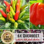 Querbeet BIO Pflanzen-Power-Pack 