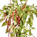 Quindilla Blanca Chilli Seeds 