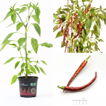 Quindilla Blanca BIO Chilipflanze 