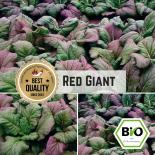 BIO Asia-Gemüse Red Giant Samen 