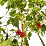 Red Mushroom Chilli Seeds 