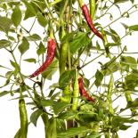 Red Rocket Chilli Seeds 