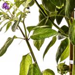 Rocoto Manzano Red Seeds 