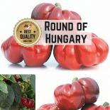 Round of Hungary Chilli Seeds 