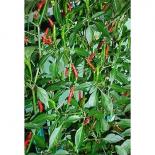 Pellegrino Chilli Seeds 