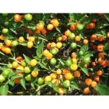 Capezzoli di Scimmia Chilli  Seeds 