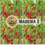 Madeira #2 Chilli Seeds 
