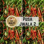 Pusa Jwala 2 Chilli Seeds 
