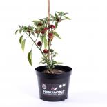 Cherry Bomb BIO Chilipflanze 