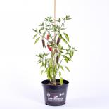 Jalapeno Compadre BIO Chilipflanze 