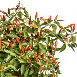 Sangria Chilli Seeds 