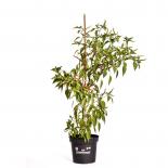 Santaka BIO Chilipflanze 