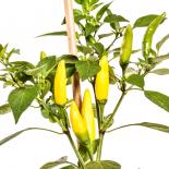 Sarit Gat Chilli Seeds 