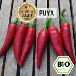 Bio Puya Chilisamen 
