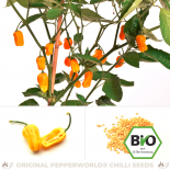BIO Habanero Golden Chilisamen 