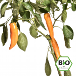 Organic Corno di Toro Rosso Seeds 