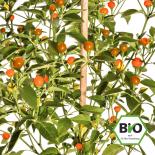 BIO Orange Kirsche Chilisamen 