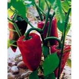 Piquillo Chilli Seeds 