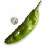 NuMex 6-4 Heritage Chilisamen 