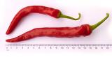 NuMex Las Cruces Cayenne Chilli Seeds 