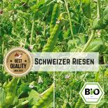 BIO Zuckererbse Schweizer Riesen Samen 