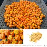 Scotch Brain Chilli Seeds 