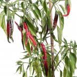 Space Chili After Glow 