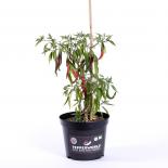 Space Chili After Glow BIO Chilipflanze 