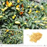 Sedona Sun Chilli seeds 