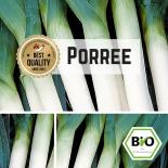 BIO Porree (Blaugrüner Winter) Samen 