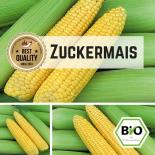 Sweetcorn (Golden Bantham) seeds 