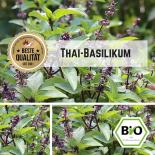 BIO Thai-Basilikum Samen 