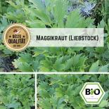 BIO Maggikraut (Liebstöckel) Samen 