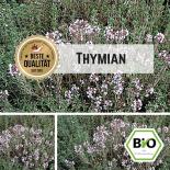 BIO Thymian Samen (Deutscher Winter) 