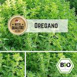 BIO Oregano Samen 